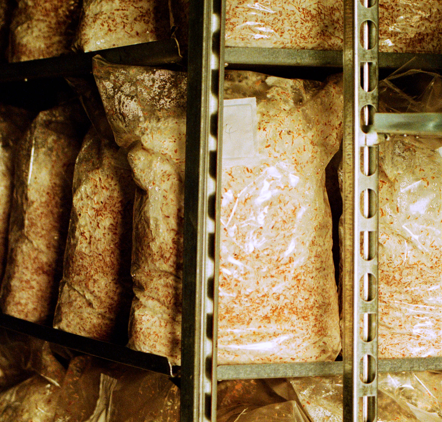 Ready to use mycelium (40L/4 bags)