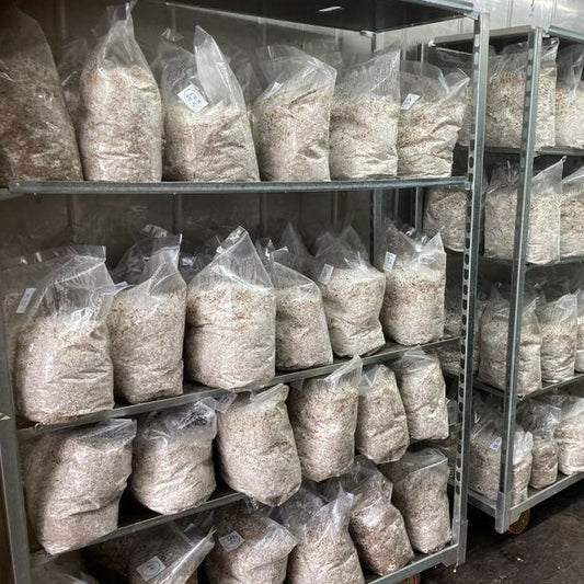 Pregrown Ganodema sessile mycelium